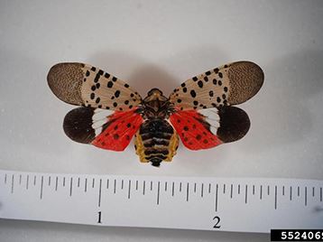 Spotted lanternfly PDA Bugwood.orgthumbnail